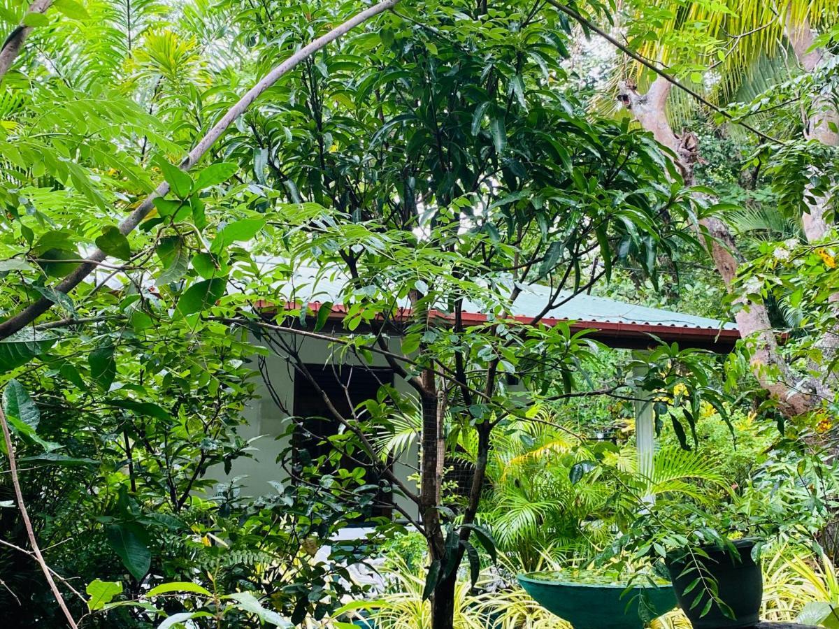 The Jungle Path Lodge Sigiriya Buitenkant foto